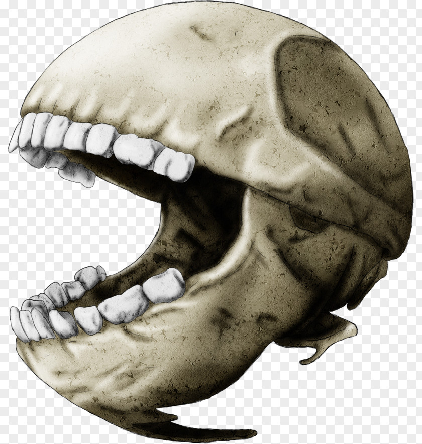 Skeleton Snout Jaw Skull Mouth PNG