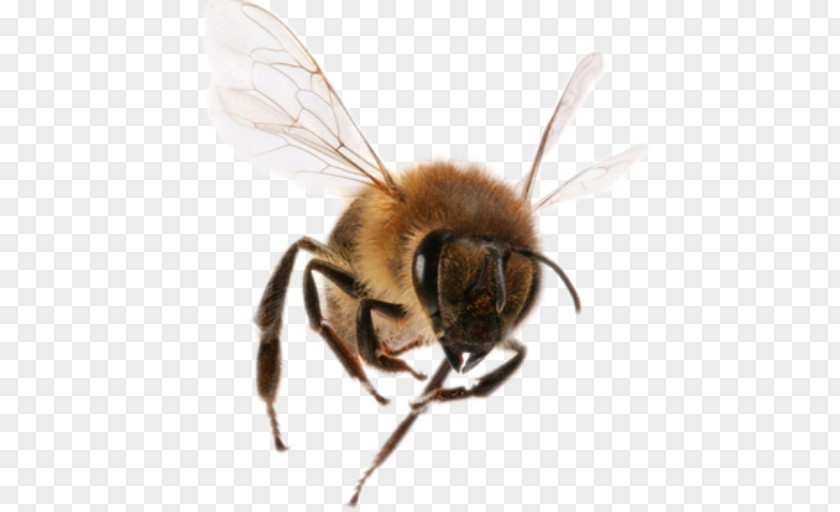 Bee Western Honey Insect Beehive Removal PNG