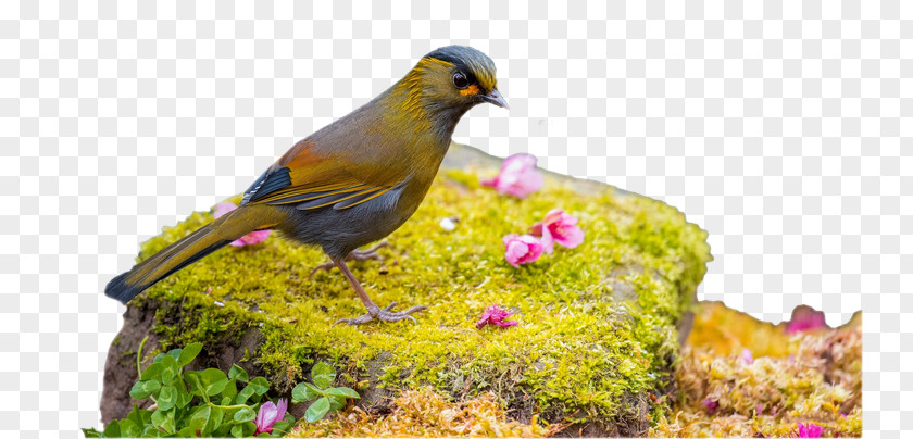 Different Bird Desktop Wallpaper Cat Image Animal PNG