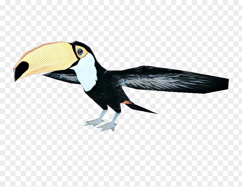 Emperor Penguin Piciformes Hornbill Bird PNG