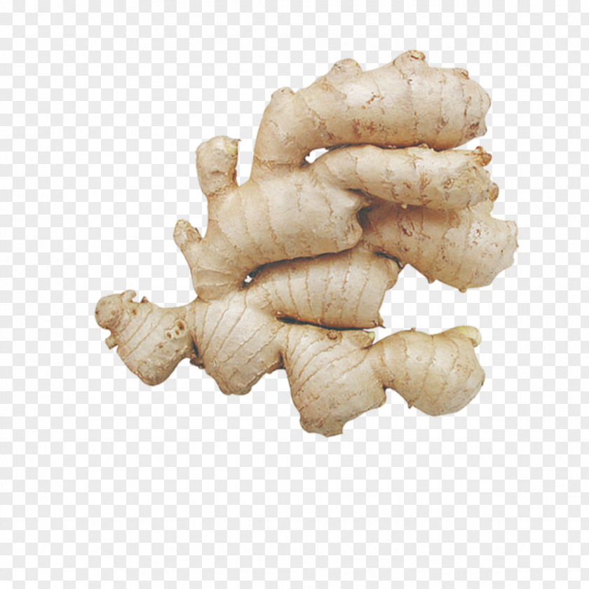 Raw Fresh Ginger Root Vegetables Condiment PNG