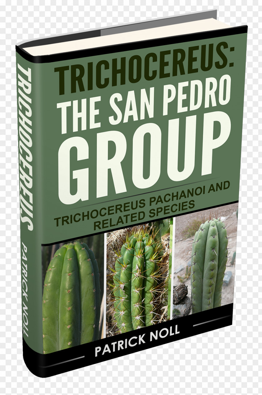 San Pedro Cactus Cactaceae Mescaline Plant Echinopsis Spachiana PNG