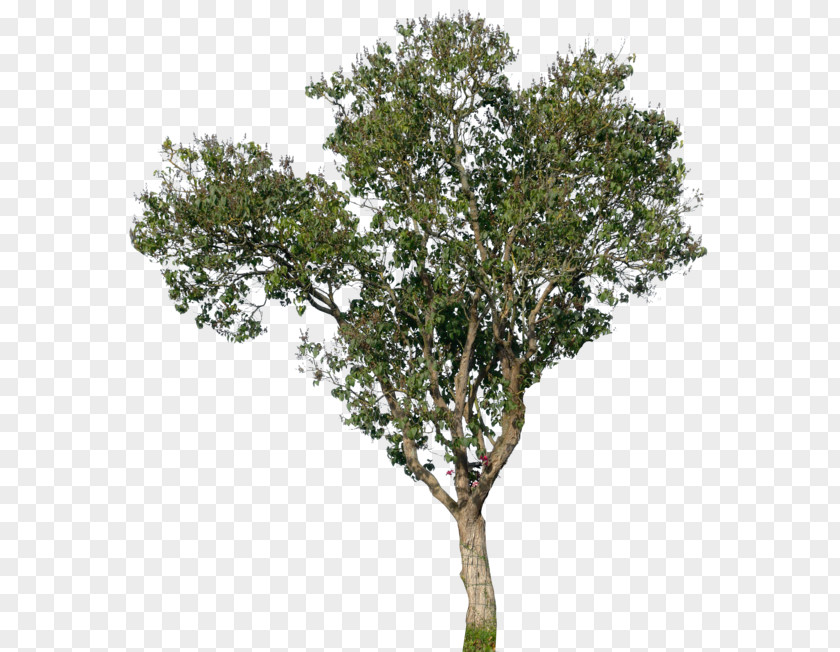 Watercolor Branch Populus Nigra Tree Oak Magnolia PNG
