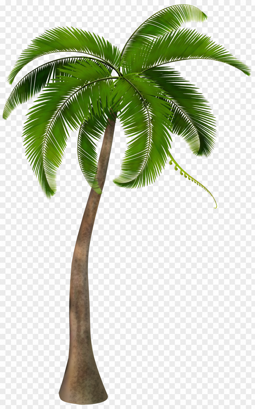 Clip Art Palm Trees Image PNG
