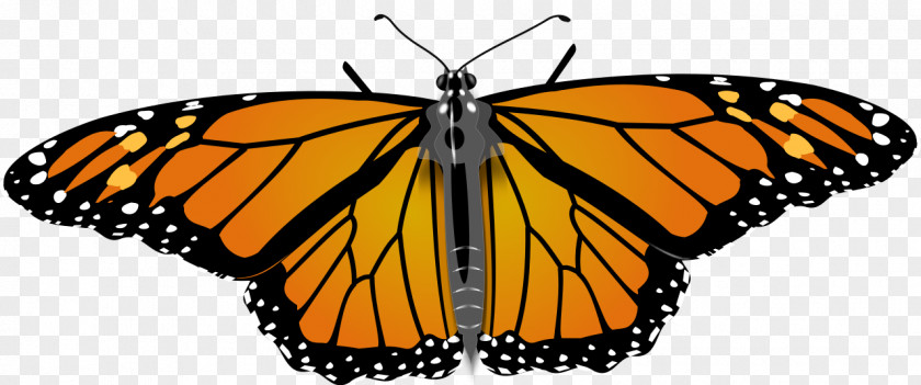 Creative Butterfly Monarch Drawing Clip Art PNG
