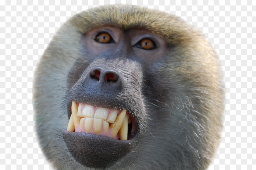 Monkey Primate Mandrill Macaque Cercopithecidae PNG