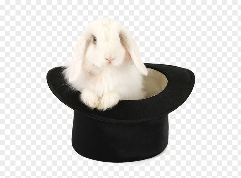 Rabbit Domestic Holland Lop Royalty-free Hat PNG