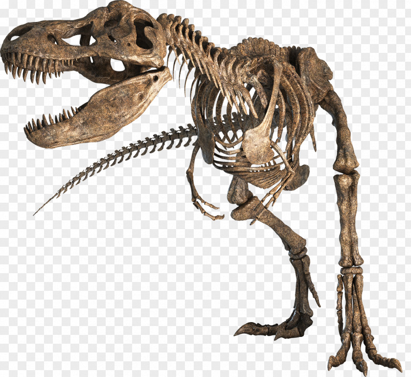 Tyrannosaurus Hell Creek Formation Late Cretaceous Tarbosaurus Nanotyrannus PNG