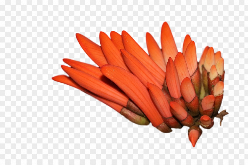 Baby Carrot Vegetable 0jc Pencil Peppers PNG