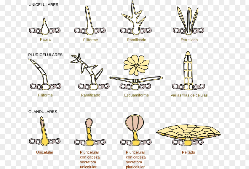 Body Muscle Anatomy Therapy Trichome Tissue Biology Plant Cell PNG
