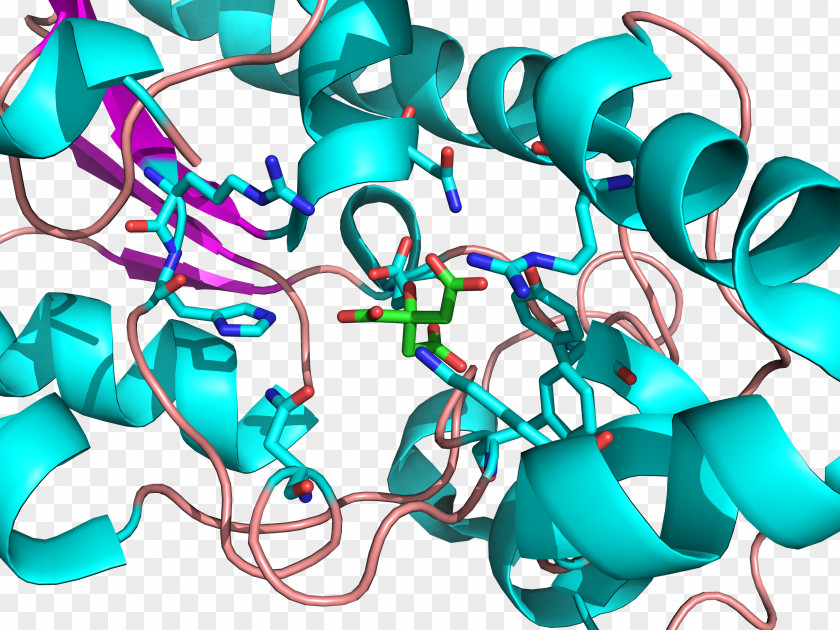 Chromosome Bisphosphoglycerate Mutase Active Site 3-Phosphoglyceric Acid PNG