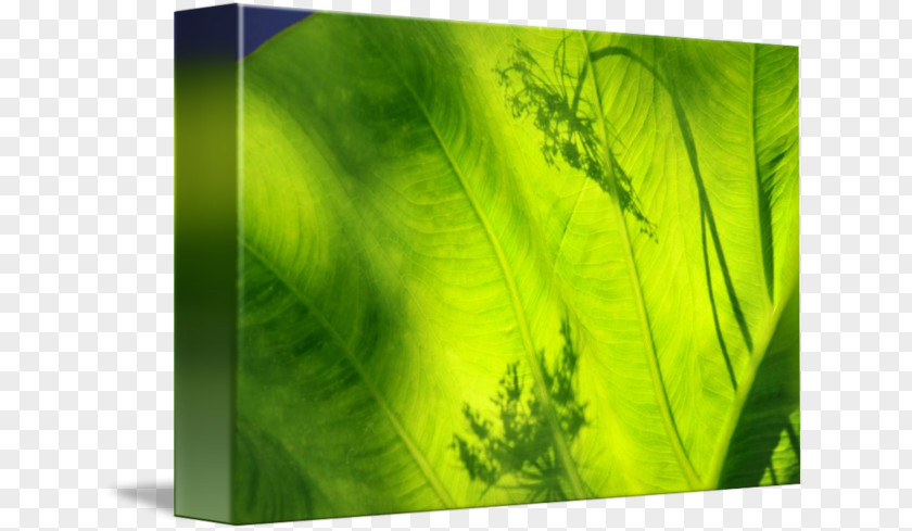 Elephant Ear Plant Green Leaf PNG