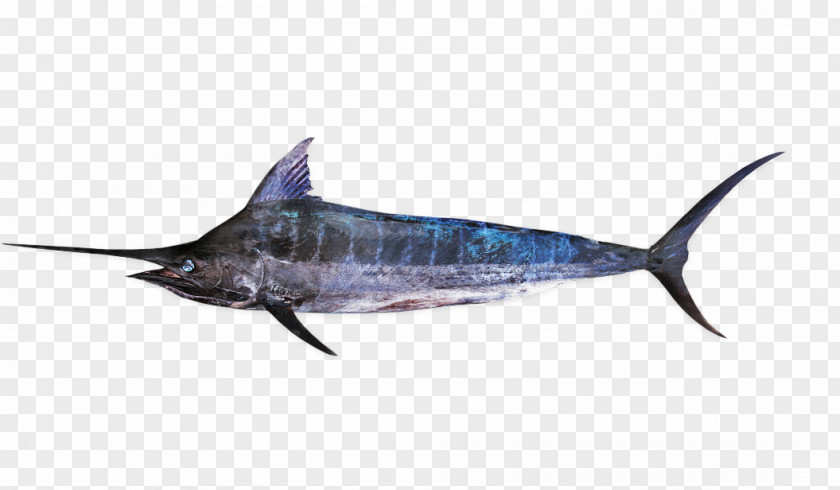 Indopacific Blue Marlin Swordfish Striped Atlantic Kajikia PNG