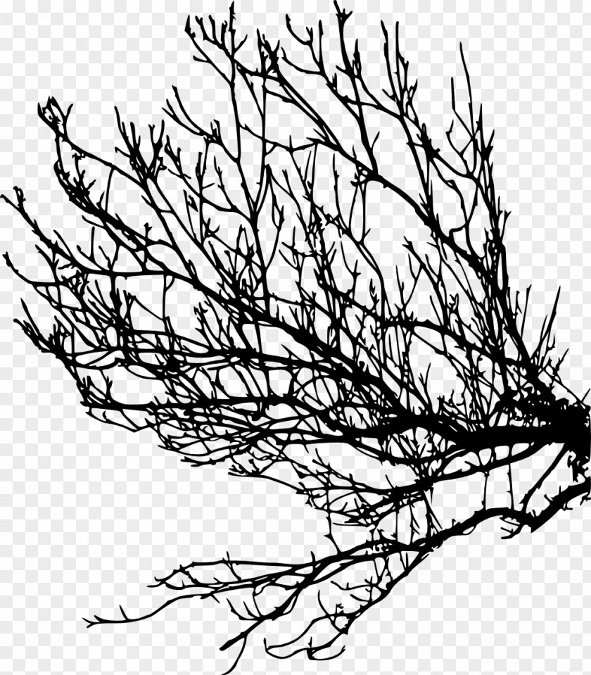 Branch Tree Twig Clip Art PNG