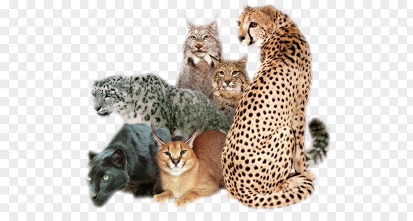 Cat African Wildcat Cougar Felidae Leopard PNG