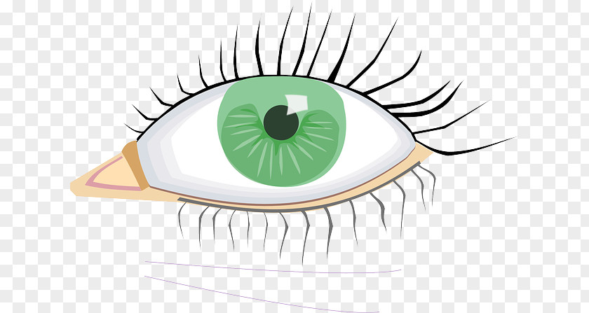 Eye Color Clip Art PNG