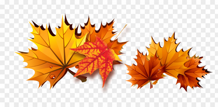 Leaves Maple Leaf PNG