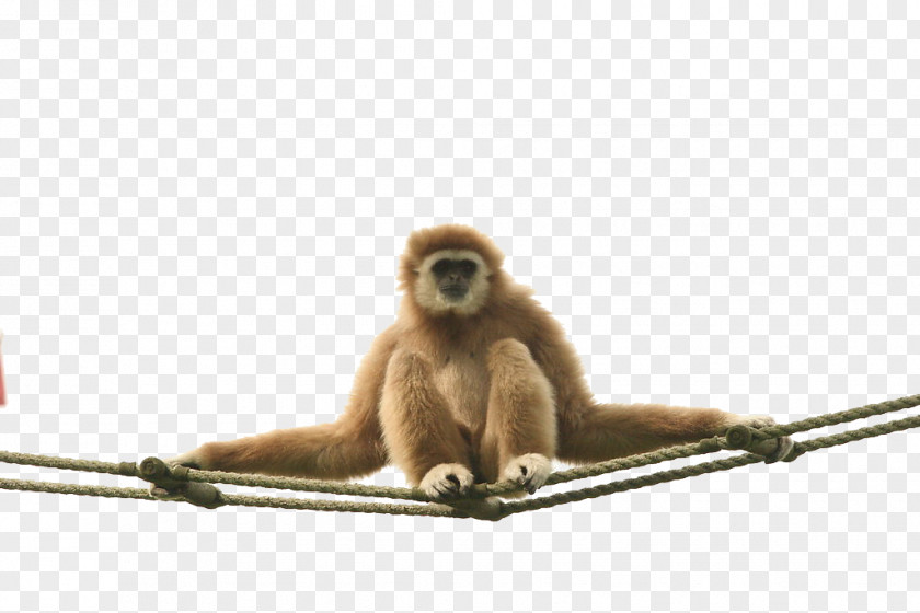 Monkey On A Rope Macaque Coca-Cola Gibbon New World PNG