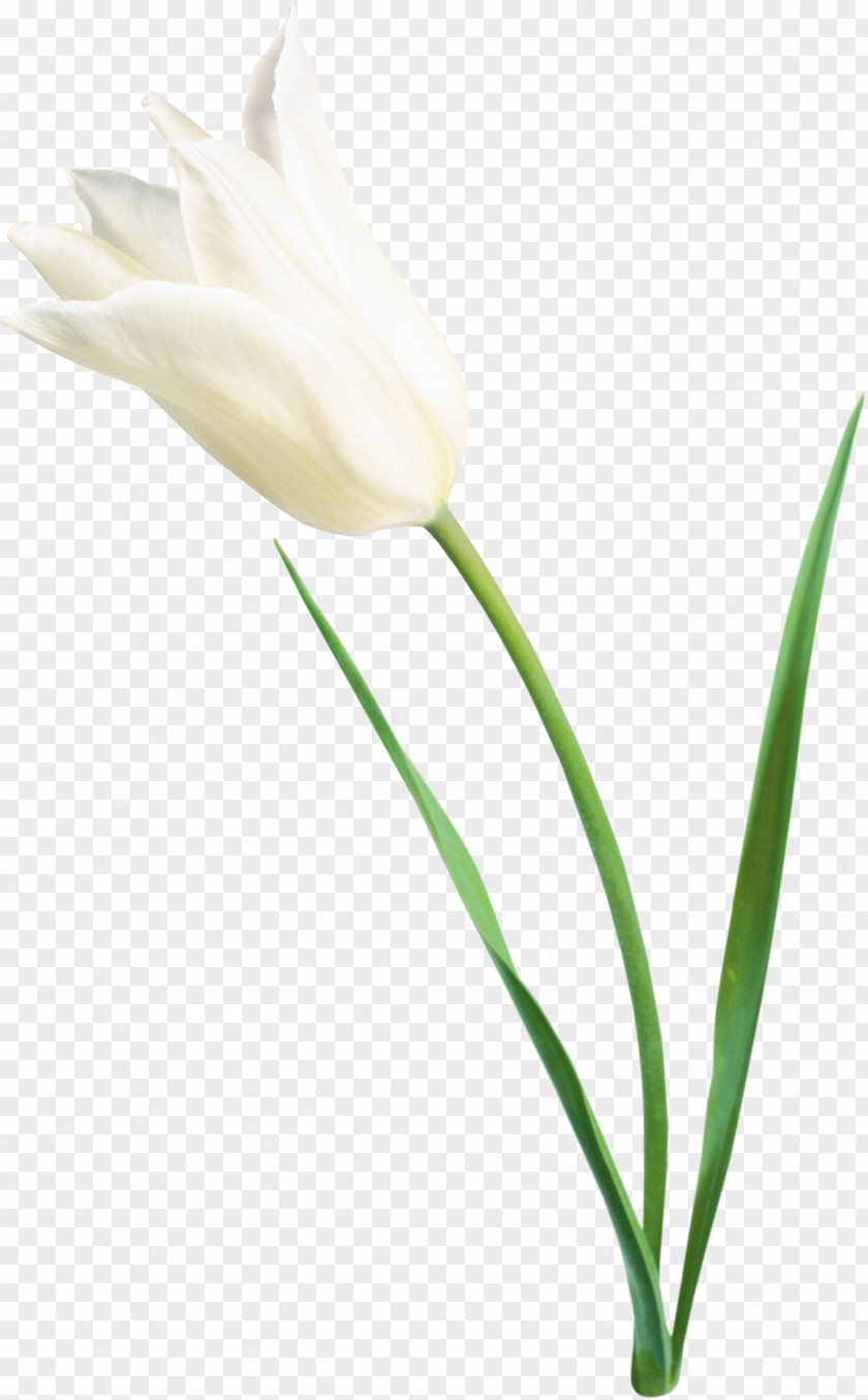 Tulip Flower White Clip Art PNG
