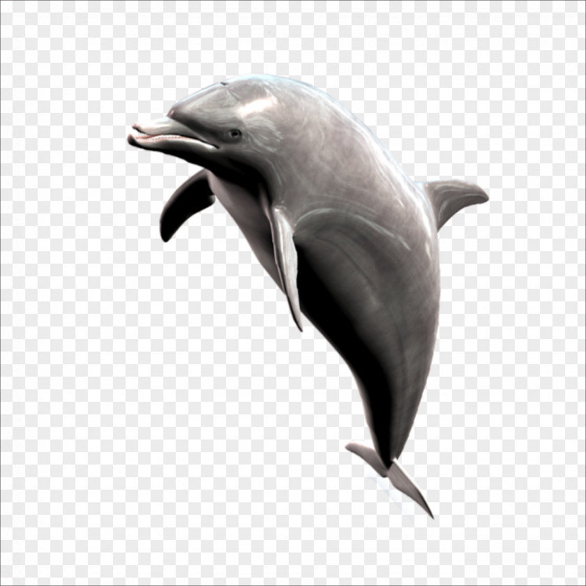 Dolphin Short-beaked Common Striped Whale PNG