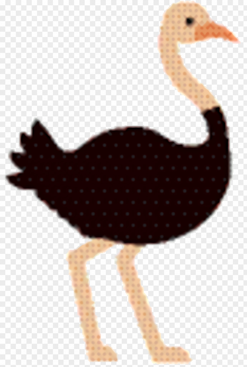 Emu Ratite Chicken Cartoon PNG