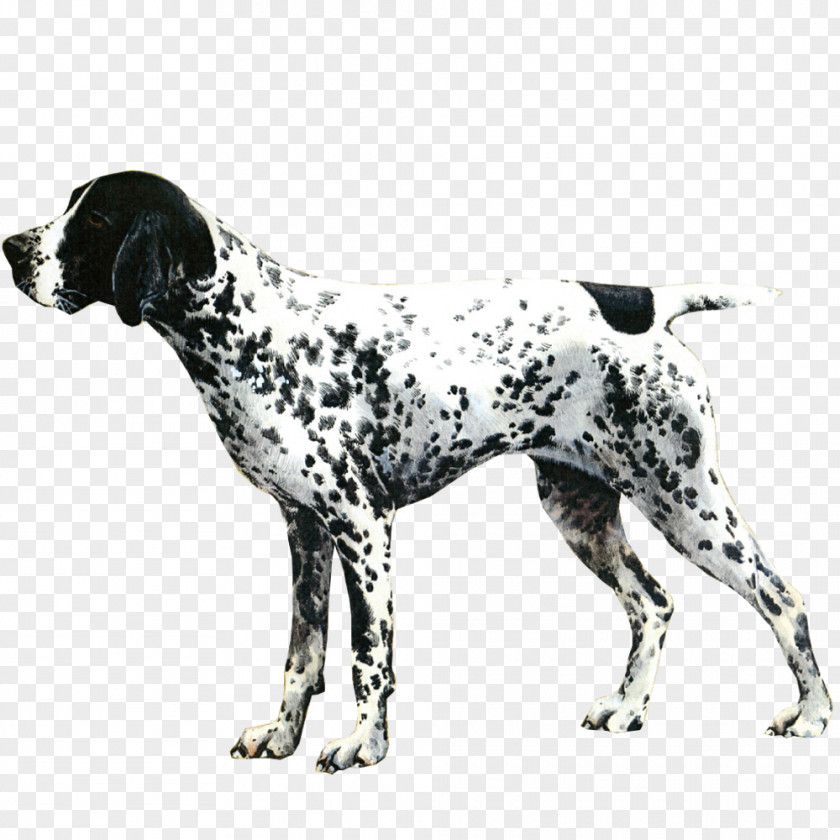 French Words Beginners Auvergne Pointer Old Danish Dalmatian Dog Breed Vizsla PNG