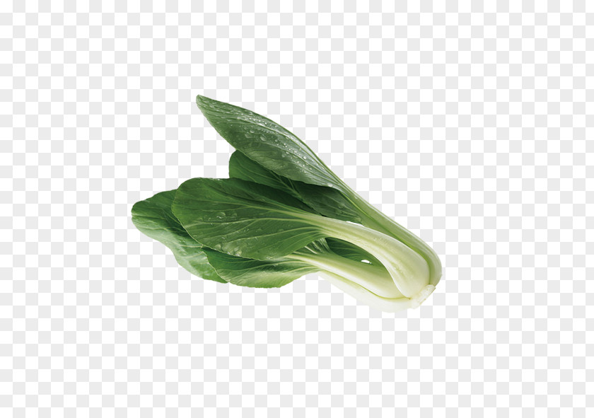 Green Cabbage Leaf Vegetable Bok Choy PNG