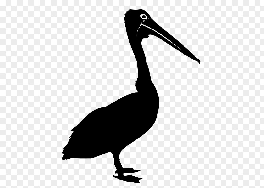 Holder Vector Bird Australian Pelican Drawing Silhouette Clip Art PNG