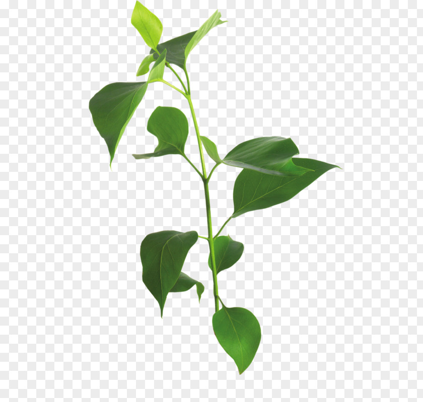 Leaf Lilac Branch Tree PNG