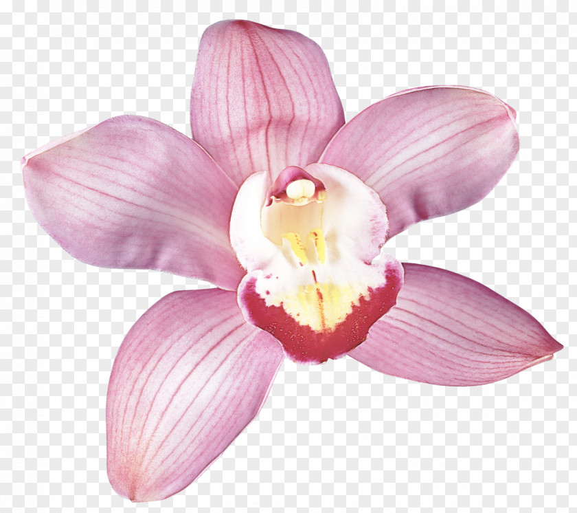 Petal Flower Pink Plant Moth Orchid PNG