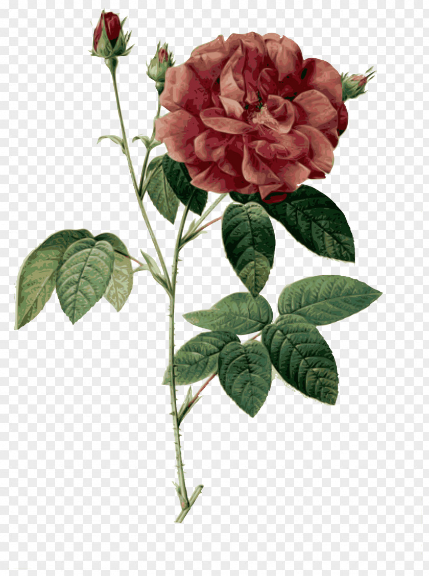 Pierrejoseph Redoutxe9 Garden Roses French Rose Cabbage 80 Anos De Poesia Poetry PNG