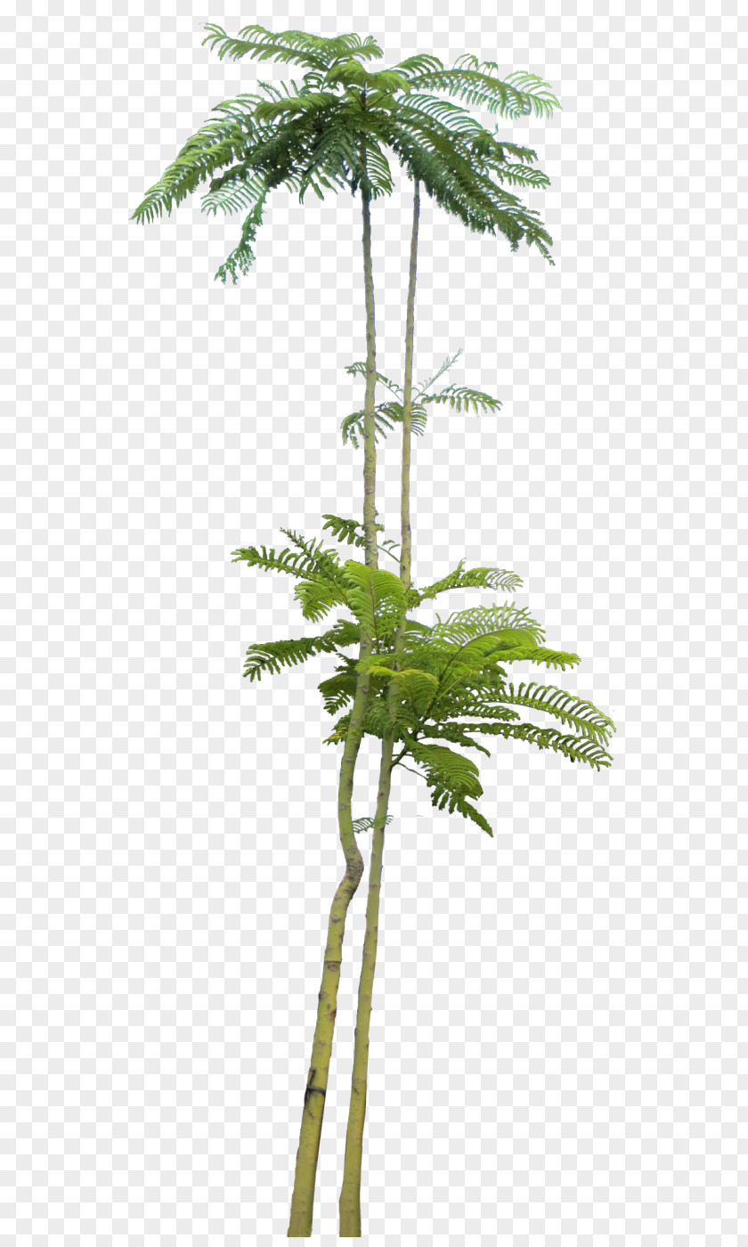 Silk Fir Arecaceae Tree PNG