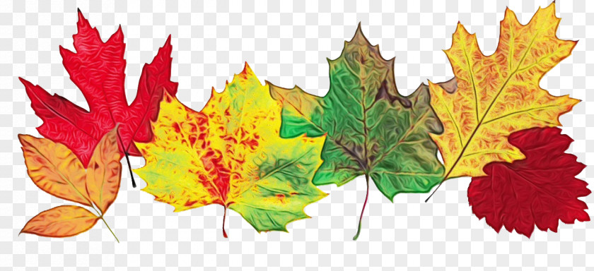 Silver Maple Flower Autumn Leaves Drawing PNG