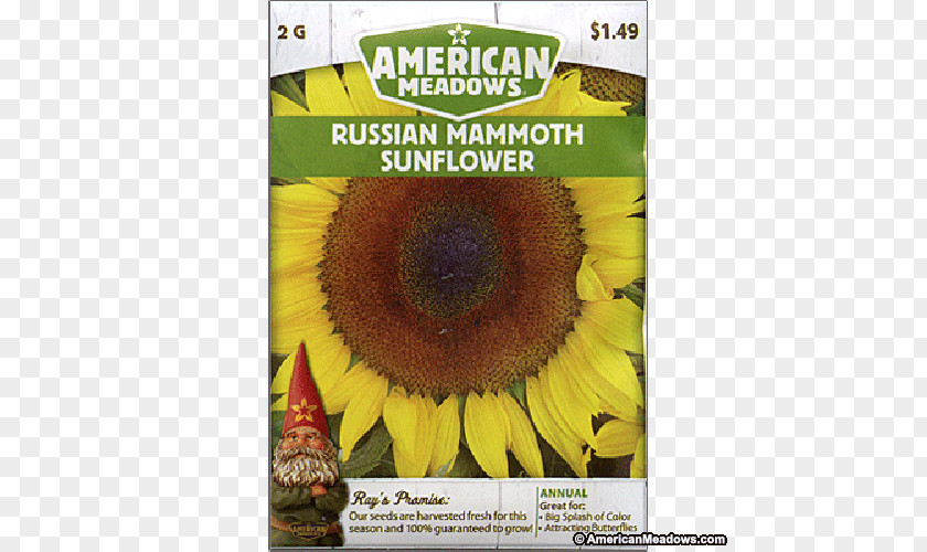 Common Sunflower Seed M Sunflowers PNG