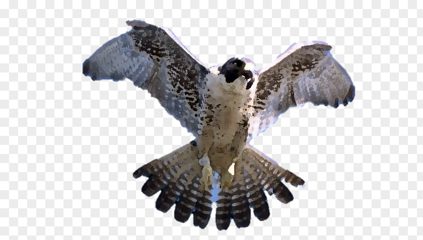 Falcon Peregrine Silhouette Photography PNG
