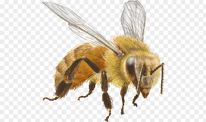 Honey Bee Bumblebee Clip Art PNG