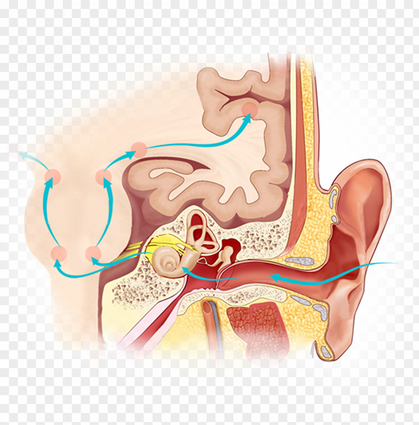 MECHANIC Auditory System Processing Disorder Hearing Brain Cortex PNG