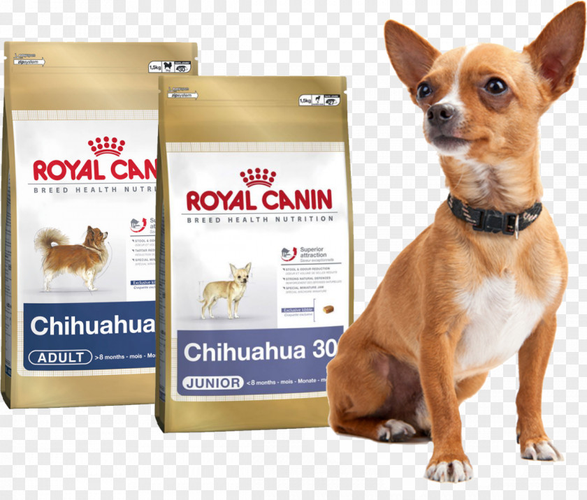 Puppy Dog Breed Chihuahua Cat Yorkshire Terrier PNG