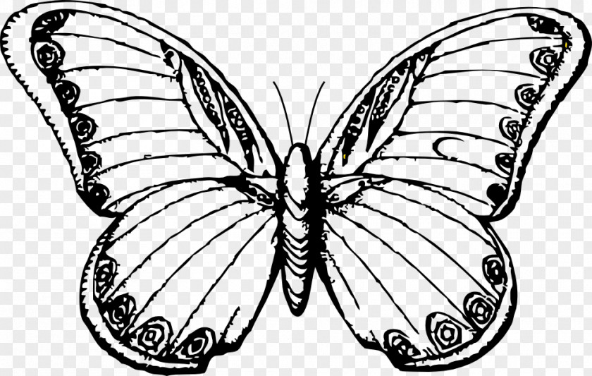 Simple Atmosphere Butterfly Drawing Line Art Black And White Clip PNG