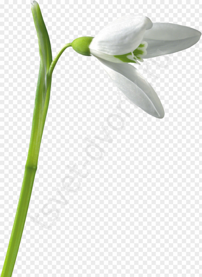 Turmeric Snowdrop Flower PNG