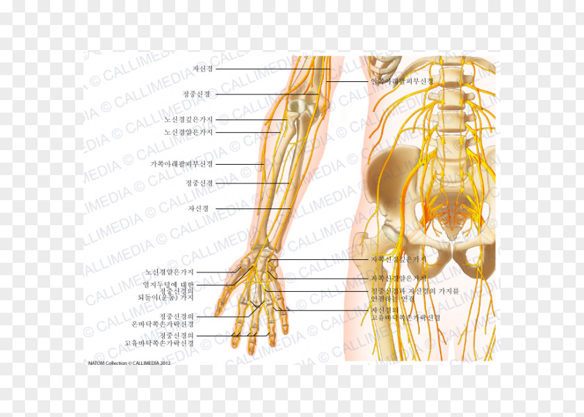 Arm Nerve Anterior Compartment Of The Forearm Anatomy PNG