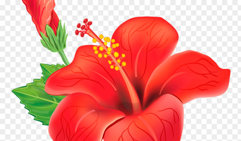 Creative Tropical Floral Flower Shoeblackplant Clip Art PNG