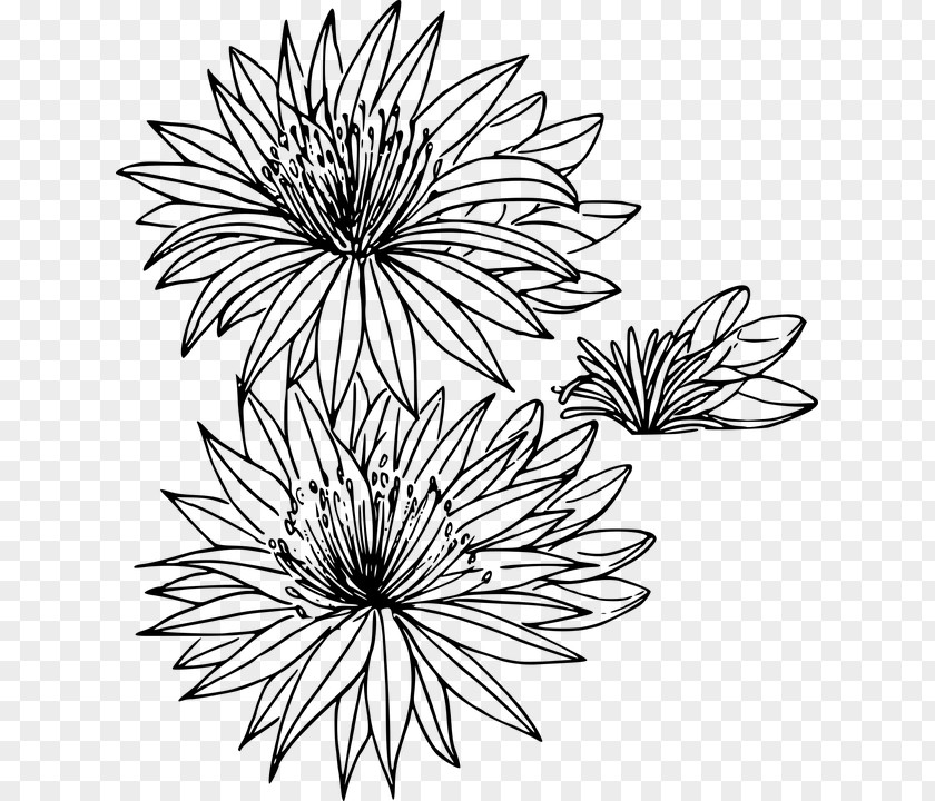 Flower Montana Bitterroot Drawing Clip Art PNG