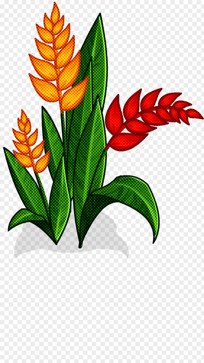 Flower Plant Leaf Red Ginger Heliconia PNG