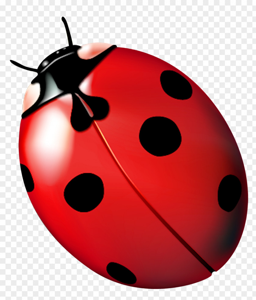 Joaninha Ladybird Beetle Ladybug, Fly Away Home PNG