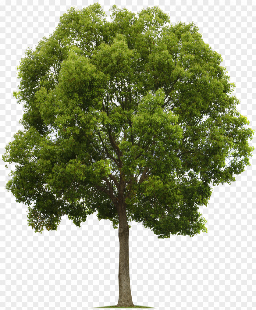 Tree Populus Nigra Deciduous Clip Art PNG