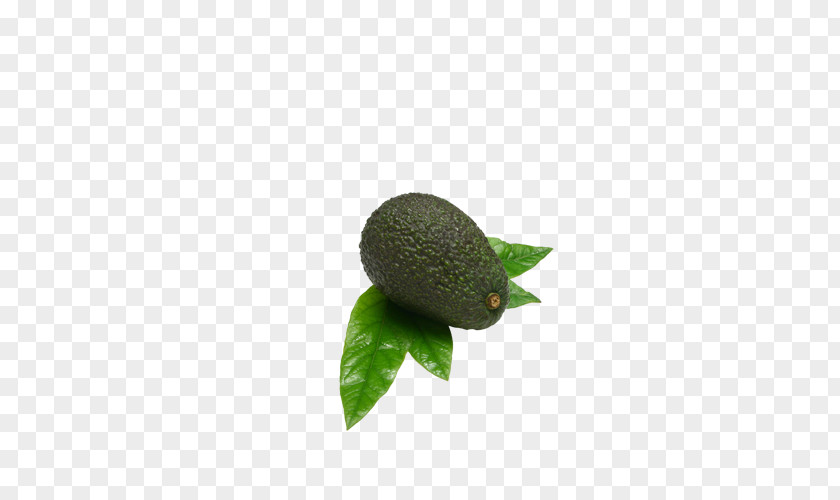 Avocado Fruit Auglis PNG