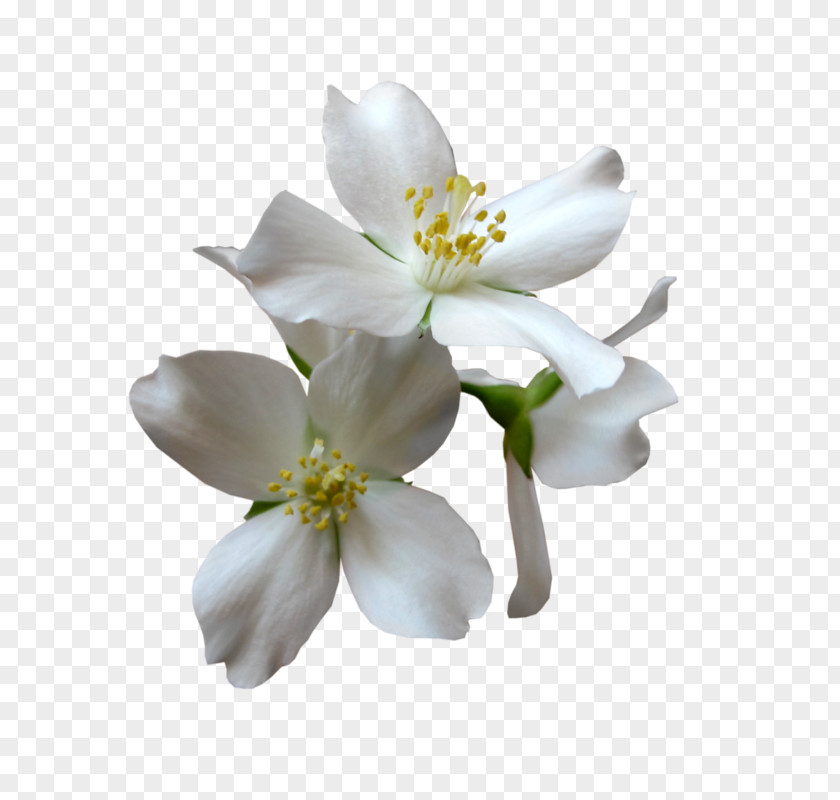 Fleur Blanche Magnolia Family Petal Cut Flowers PNG