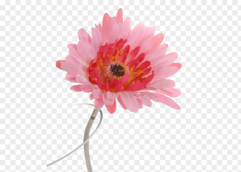 May 25, 2018 Transvaal Daisy Facebook Pinterest Cut Flowers PNG