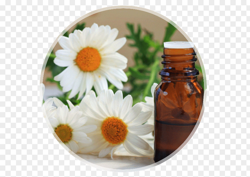 Oil Essential Tea Tree Health Chamomile PNG